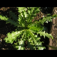 Tussilage - Pas d'Ane - Tussilago farfara L._ fam Asteraceae (00)